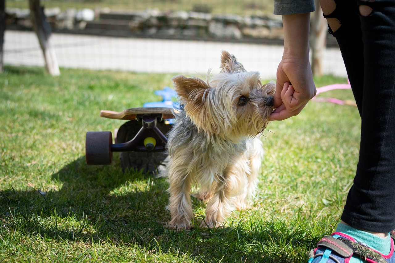 How to Help Your Dog Develop Self-Control